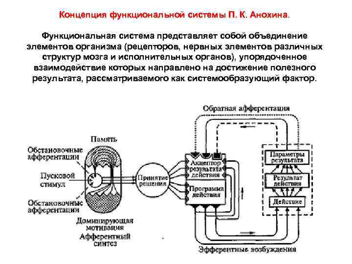 Концепция функциональной системы П. К. Анохина. Функциональная система представляет собой объединение элементов организма (рецепторов,