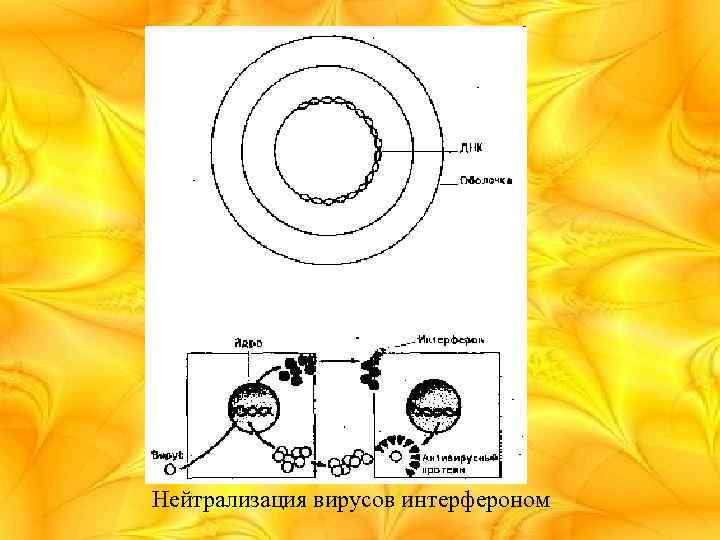 Нейтрализация вирусов интерфероном 