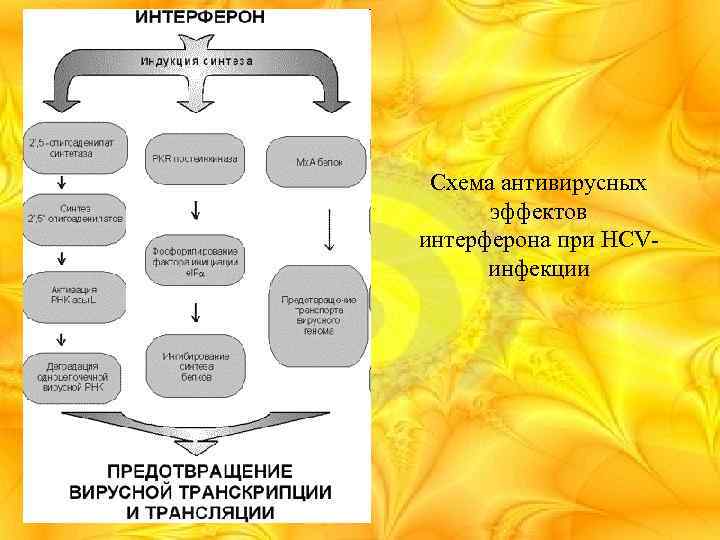 Схема антивирусных эффектов интерферона при HCVинфекции 