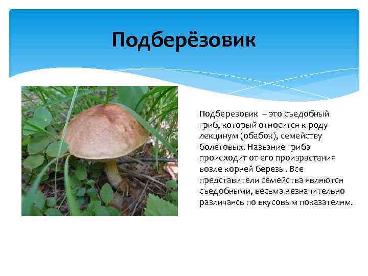 Подберёзовик Подберезовик – это съедобный гриб, который относится к роду лекцинум (обабок), семейству болетовых.