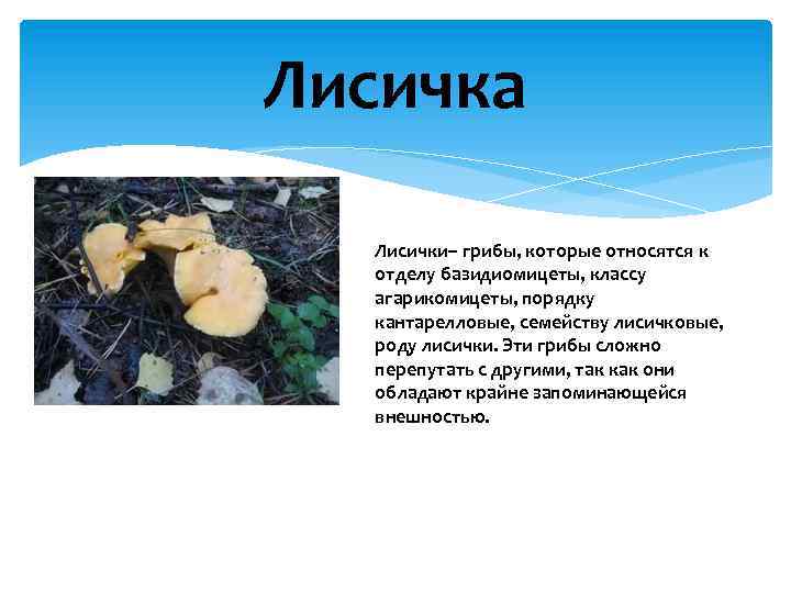 Лисичка Лисички– грибы, которые относятся к отделу базидиомицеты, классу агарикомицеты, порядку кантарелловые, семейству лисичковые,