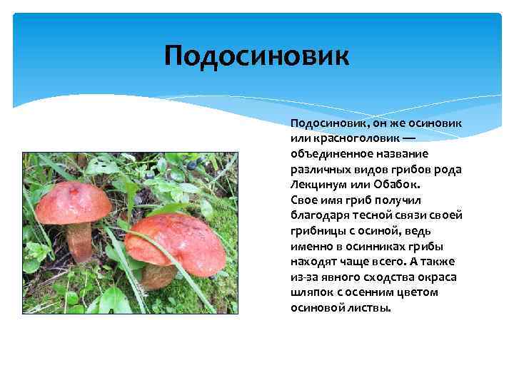 Подосиновик, он же осиновик или красноголовик — объединенное название различных видов грибов рода Лекцинум