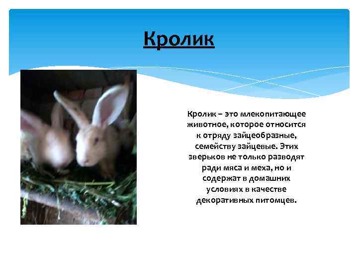 Кролик – это млекопитающее животное, которое относится к отряду зайцеобразные, семейству зайцевые. Этих зверьков