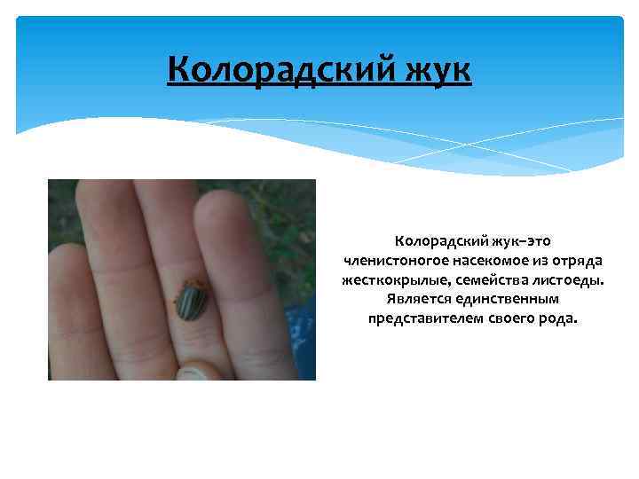 Колорадский жук–это членистоногое насекомое из отряда жесткокрылые, семейства листоеды. Является единственным представителем своего рода.
