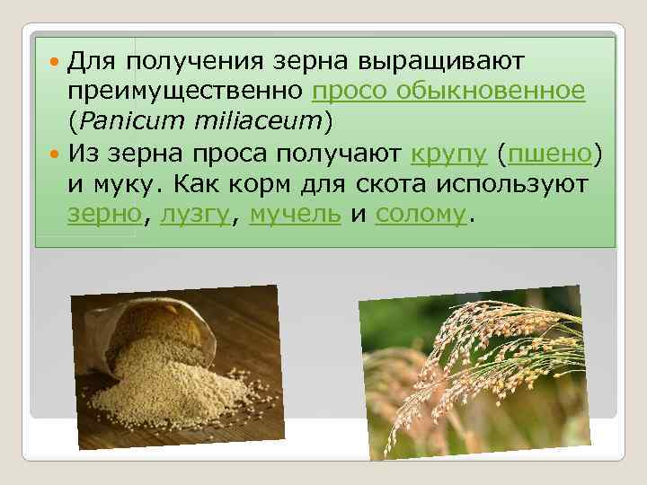 Для получения зерна выращивают преимущественно просо обыкновенное (Panicum miliaceum) Из зерна проса получают крупу