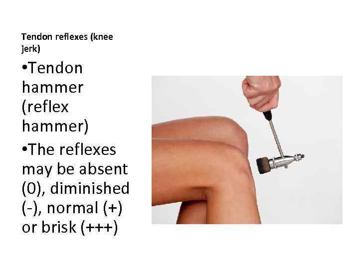 Tendon reflexes (knee jerk) • Tendon hammer (reflex hammer) • The reflexes may be