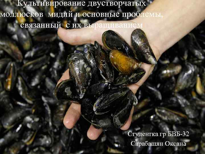 Культивирование двустворчатых моллюсков мидий и основные проблемы, связанный с их выращиванием Студентка гр БВБ-32