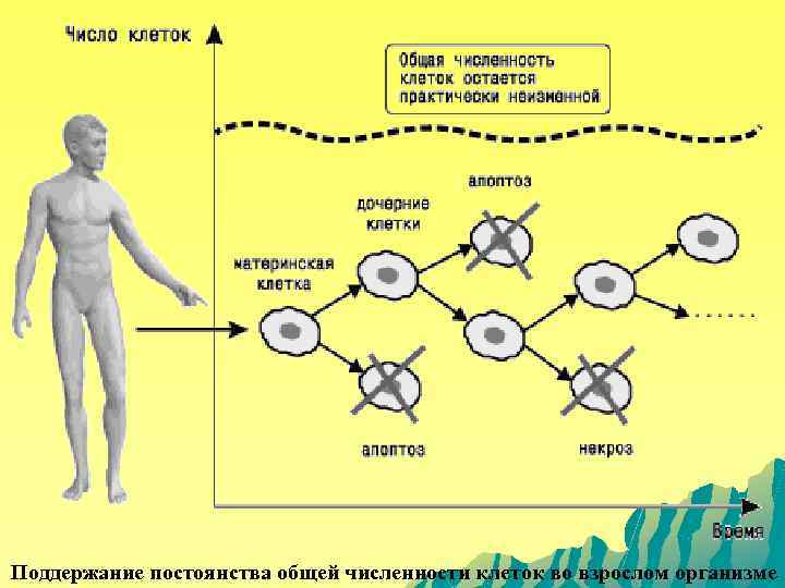 Поддержание постоянства общей численности клеток во взрослом организме 