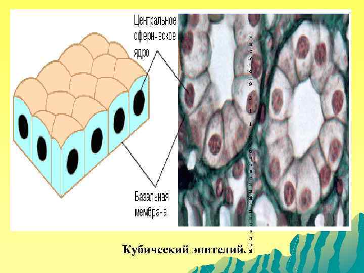 Р и с у н о к 9. 3. 1. 1. К у б