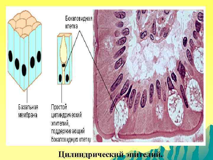 Цилиндрический эпителий. 