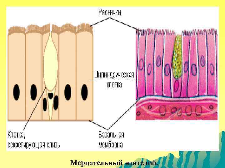 Мерцательный эпителий. 