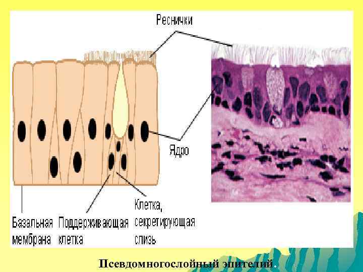  Псевдомногослойный эпителий. 