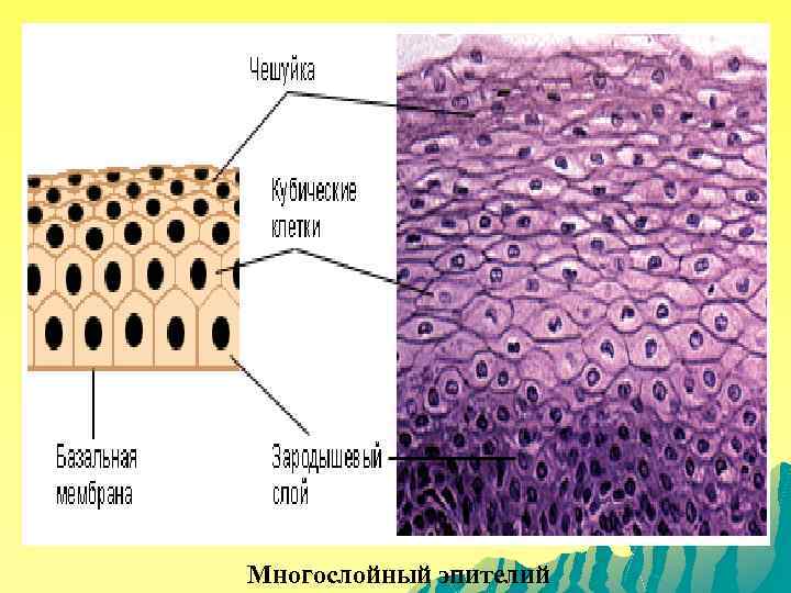 Многослойный эпителий 