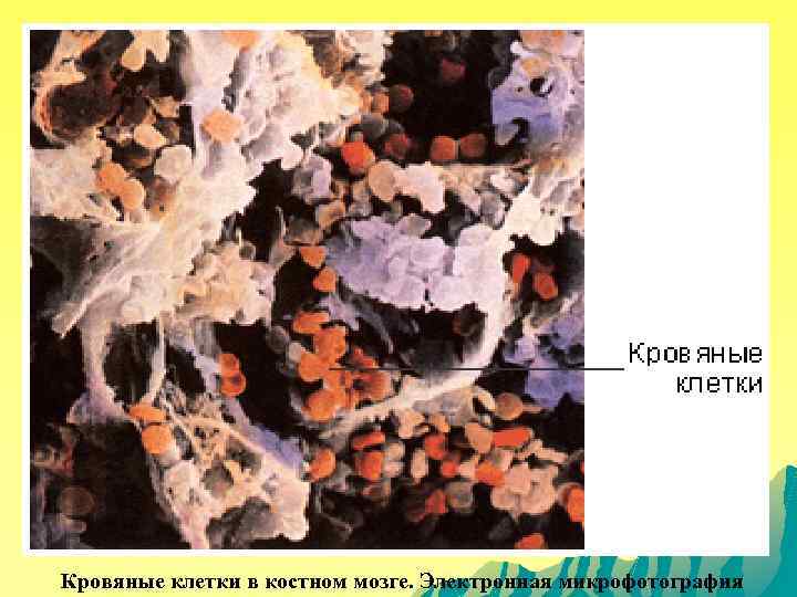 Кровяные клетки в костном мозге. Электронная микрофотография 