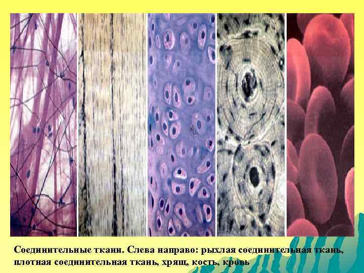 Соединительные ткани. Слева направо: рыхлая соединительная ткань, плотная соединительная ткань, хрящ, кость, кровь 