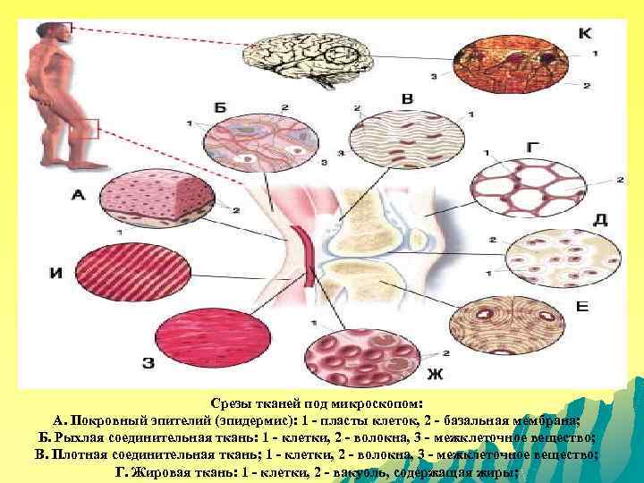 Срезы тканей под микроскопом: А. Покровный эпителий (эпидермис): 1 - пласты клеток, 2 -