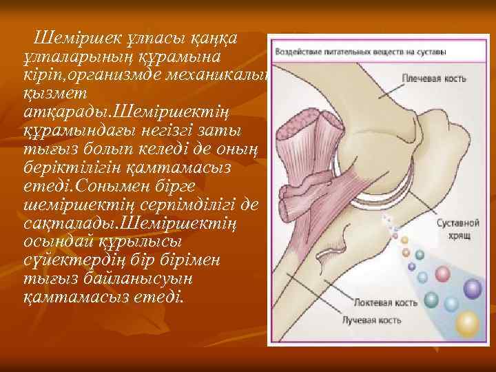 Шеміршек ұлпасы қаңқа ұлпаларының құрамына кіріп, организмде механикалық қызмет атқарады. Шеміршектің құрамындағы негізгі заты