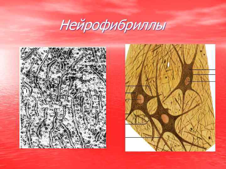 Нейрофибриллы 