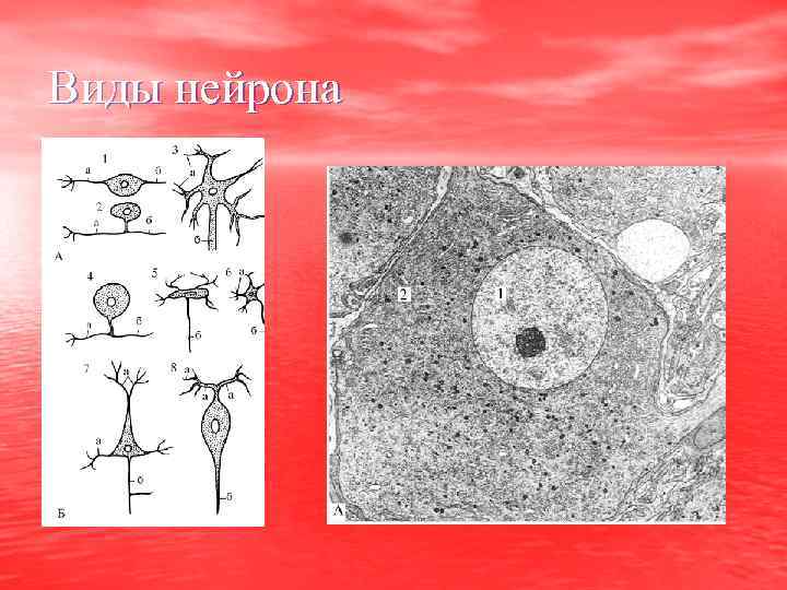 Виды нейрона 