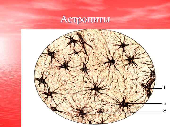 Астроциты 