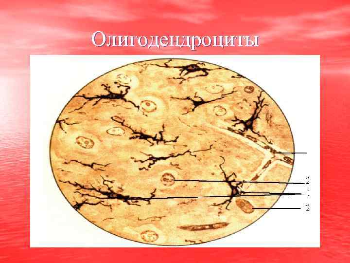 Олигодендроциты 