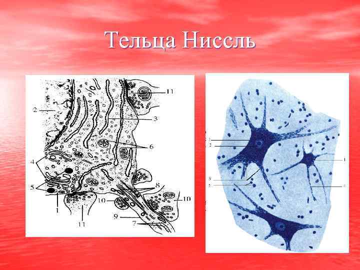 Тельца Ниссль 
