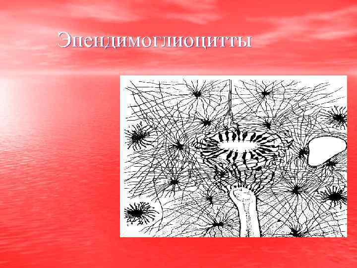 Эпендимоглиоцитты 