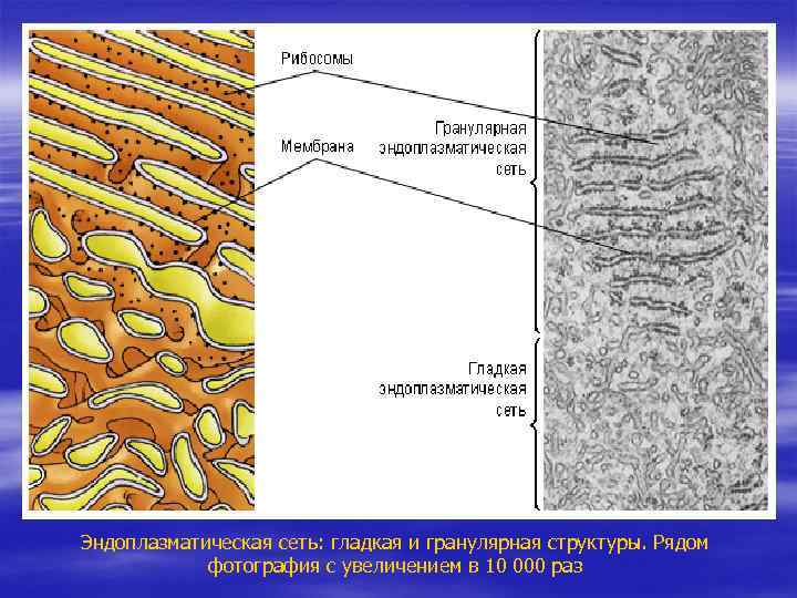 Эндоплазматическая сеть: гладкая и гранулярная структуры. Рядом фотография с увеличением в 10 000 раз