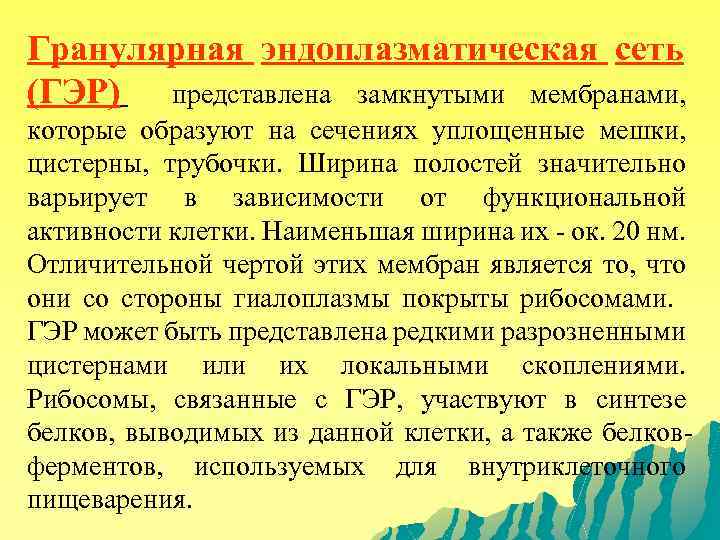 Гранулярная эндоплазматическая сеть (ГЭР) представлена замкнутыми мембранами, которые образуют на сечениях уплощенные мешки, цистерны,