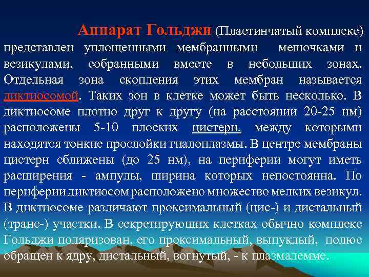 Аппарат Гольджи (Пластинчатый комплекс) представлен уплощенными мембранными мешочками и везикулами, собранными вместе в небольших