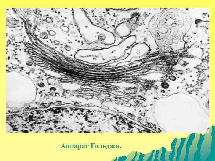 Аппарат Гольджи. 