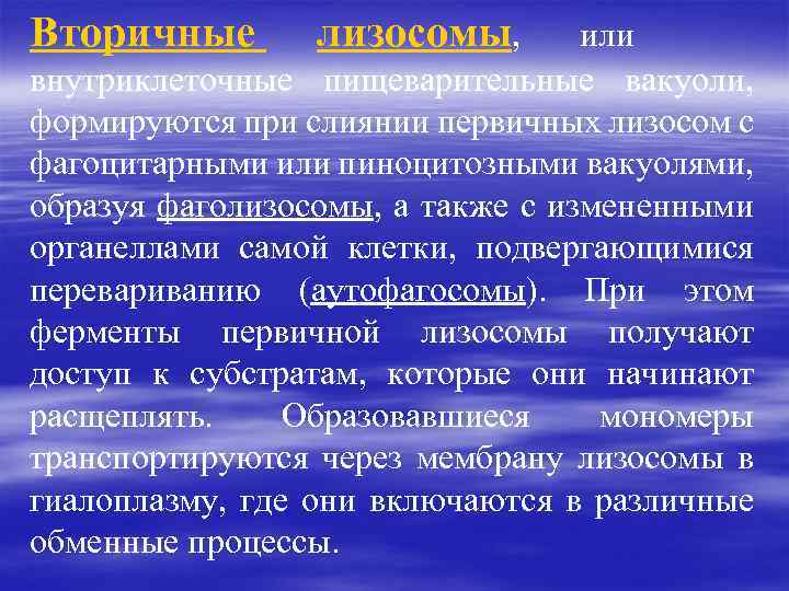 Вторичные лизосомы, или внутриклеточные пищеварительные вакуоли, формируются при слиянии первичных лизосом с фагоцитарными или