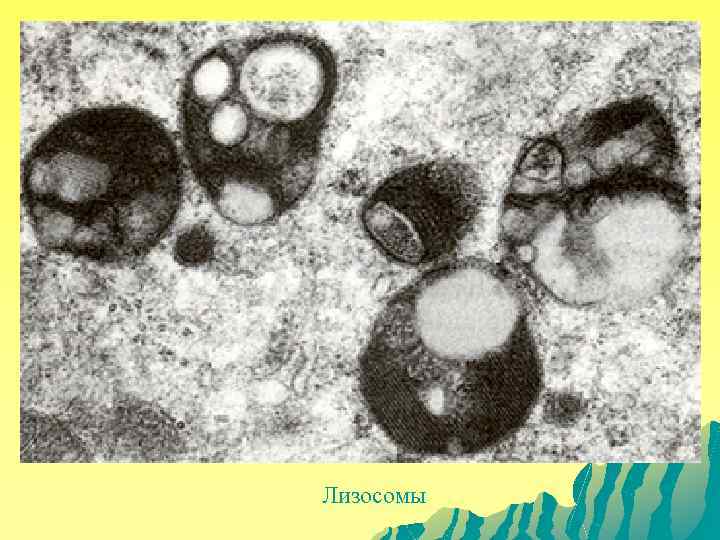 Лизосомы 