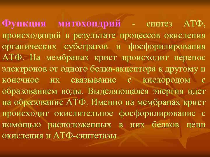 Функция митохондрий - синтез АТФ, происходящий в результате процессов окисления органических субстратов и фосфорилирования
