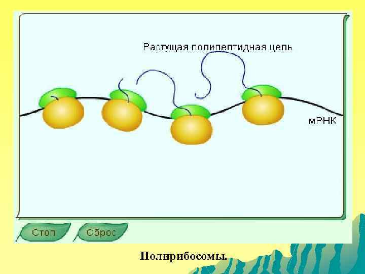 Полирибосомы. 