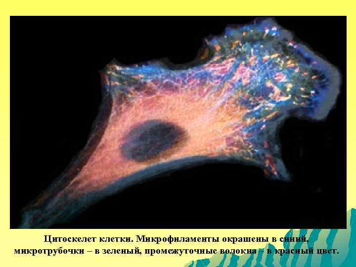 Цитоскелет клетки. Микрофиламенты окрашены в синий, микротрубочки – в зеленый, промежуточные волокна – в