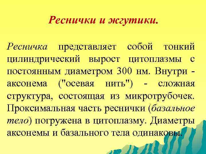 Реснички и жгутики. Ресничка представляет собой тонкий цилиндрический вырост цитоплазмы с постоянным диаметром 300