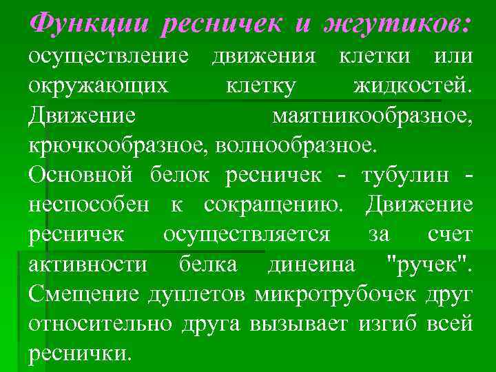 Функции ресничек и жгутиков: осуществление движения клетки или окружающих клетку жидкостей. Движение маятникообразное, крючкообразное,