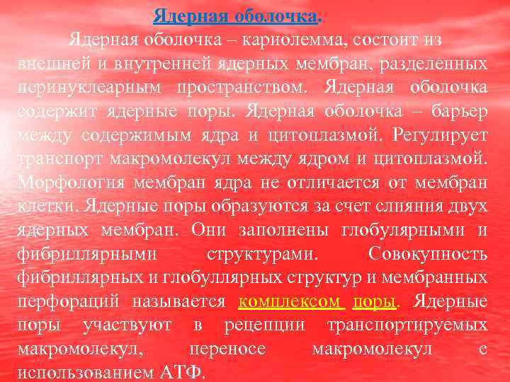 Ядерная оболочка – кариолемма, состоит из внешней и внутренней ядерных мембран, разделенных перинуклеарным пространством.