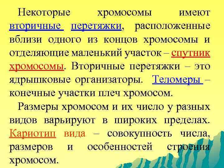 Некоторые хромосомы имеют вторичные перетяжки, расположенные вблизи одного из концов хромосомы и отделяющие маленький