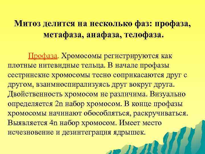 Митоз делится на несколько фаз: профаза, метафаза, анафаза, телофаза. Профаза. Хромосомы регистрируются как плотные