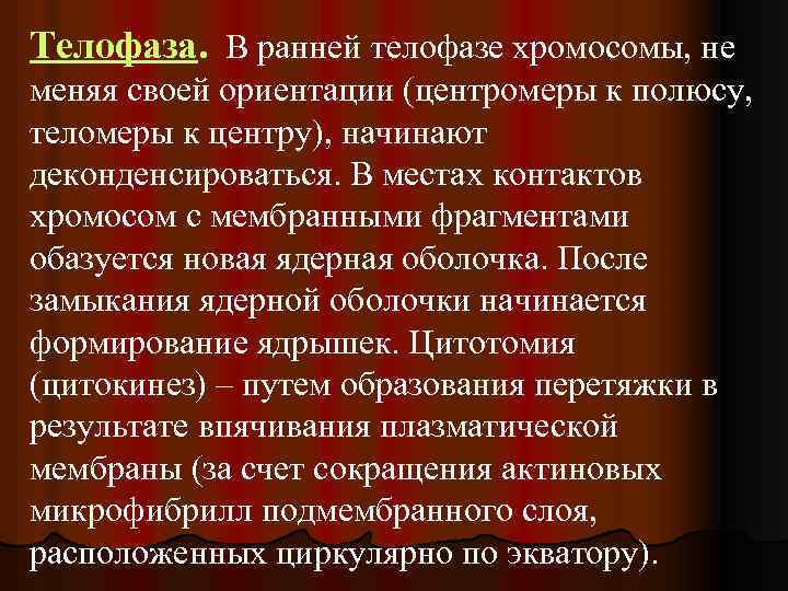 Телофаза. В ранней телофазе хромосомы, не меняя своей ориентации (центромеры к полюсу, теломеры к