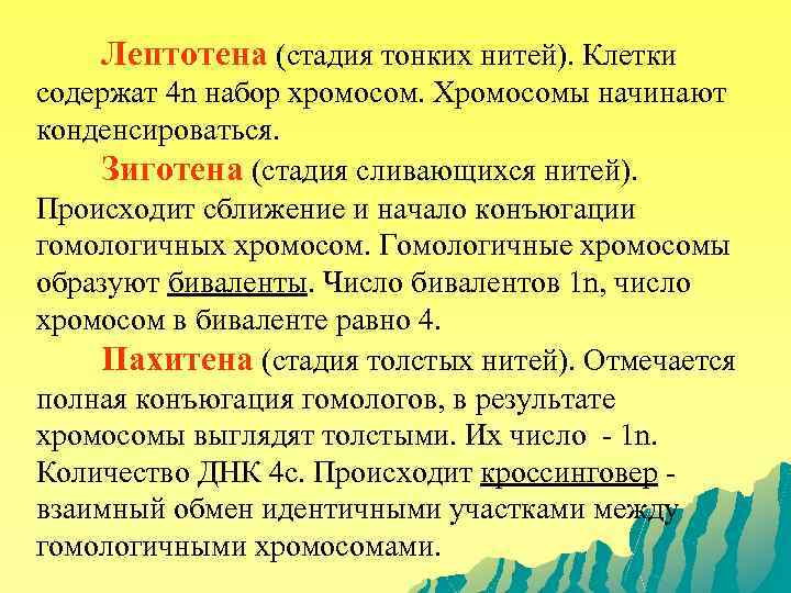  Лептотена (стадия тонких нитей). Клетки содержат 4 n набор хромосом. Хромосомы начинают конденсироваться.