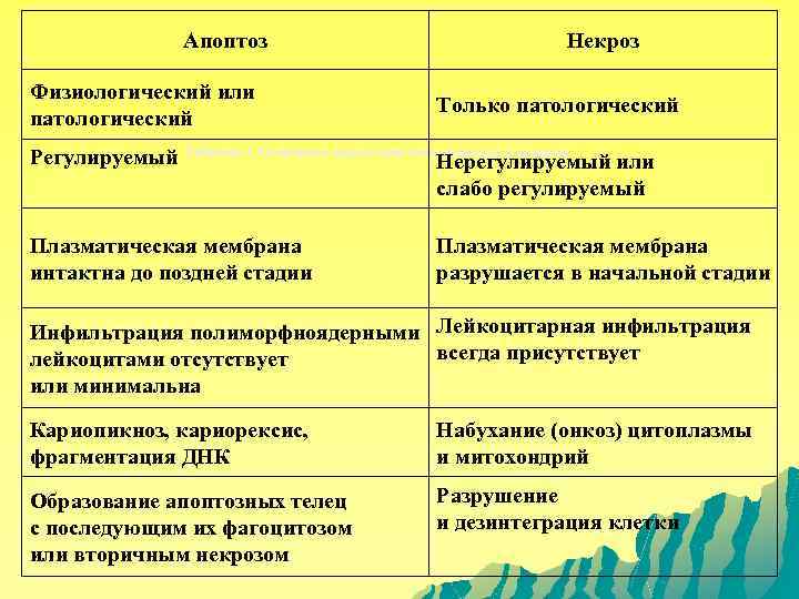 Апоптоз Физиологический или патологический Некроз Только патологический апоптоза и некроза Регулируемый Таблица 1. Основные
