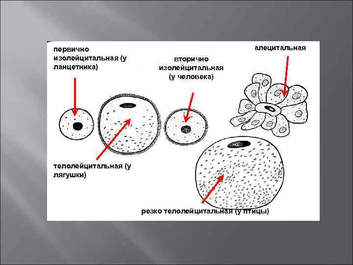 первично изолейцитальная (у ланцетника) алецитальная вторично изолейцитальная (у человека) телолейцитальная (у лягушки) резко телолейцитальная