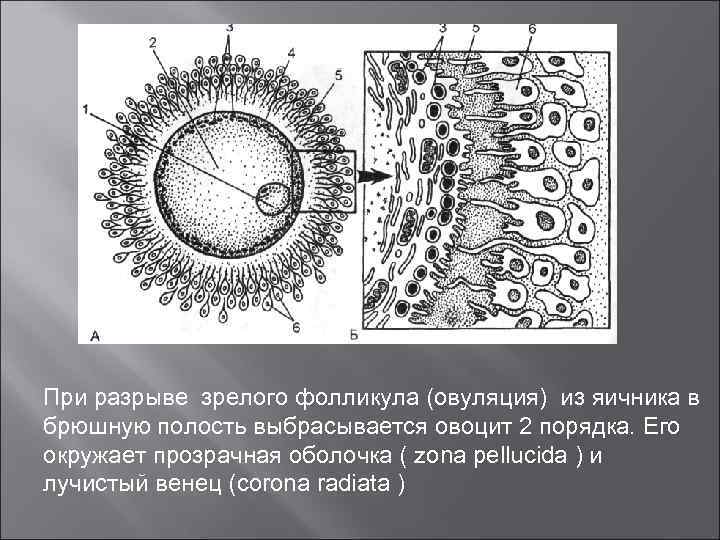 При разрыве зрелого фолликула (овуляция) из яичника в брюшную полость выбрасывается овоцит 2 порядка.