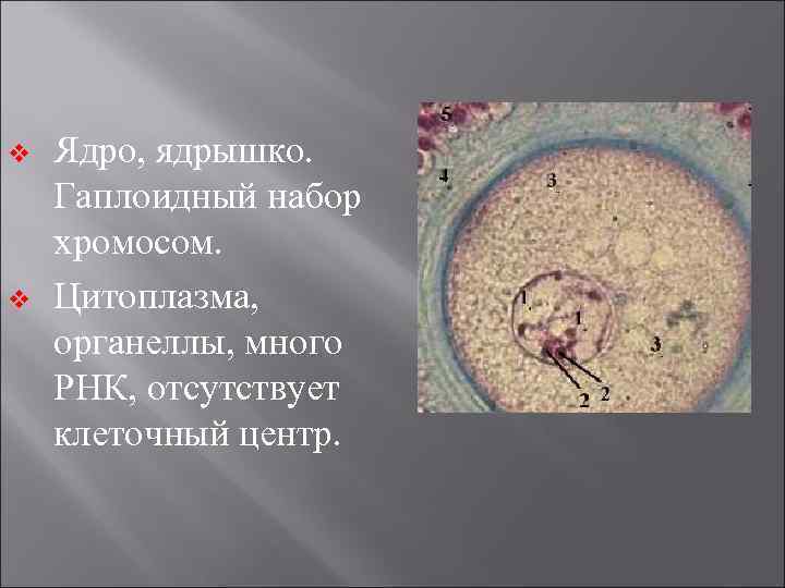 v v Ядро, ядрышко. Гаплоидный набор хромосом. Цитоплазма, органеллы, много РНК, отсутствует клеточный центр.