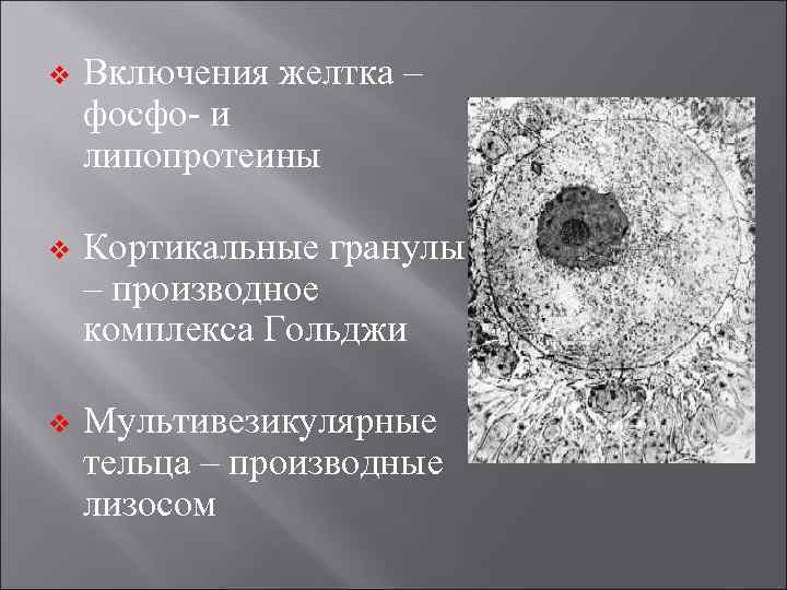 v Включения желтка – фосфо- и липопротеины v Кортикальные гранулы – производное комплекса Гольджи