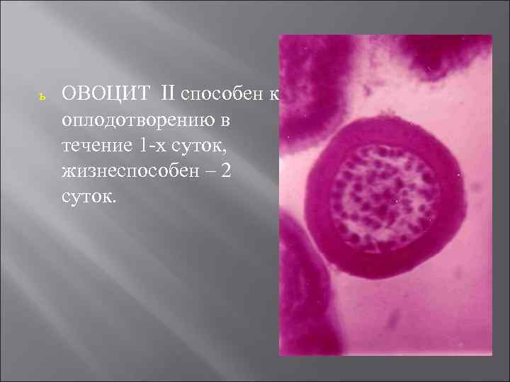 ь ОВОЦИТ II способен к оплодотворению в течение 1 -х суток, жизнеспособен – 2