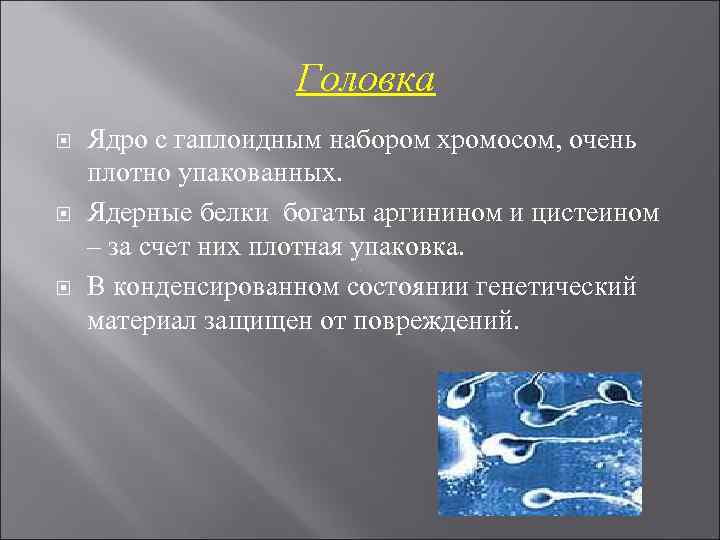 Головка Ядро с гаплоидным набором хромосом, очень плотно упакованных. Ядерные белки богаты аргинином и